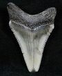 Razor Sharp Fossil Megalodon Tooth #13616-1